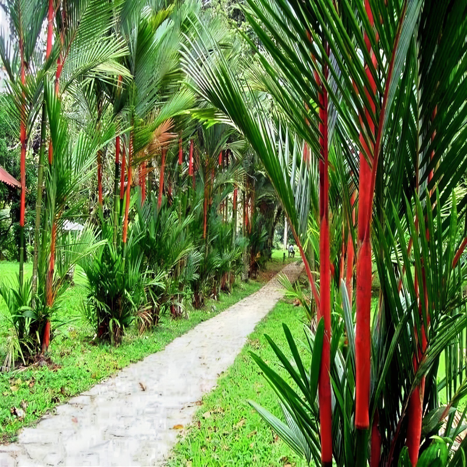 10 RED SEALING WAX “LIPSTICK” PALM TREE SEEDS (Cyrtostachys renda) House Plant