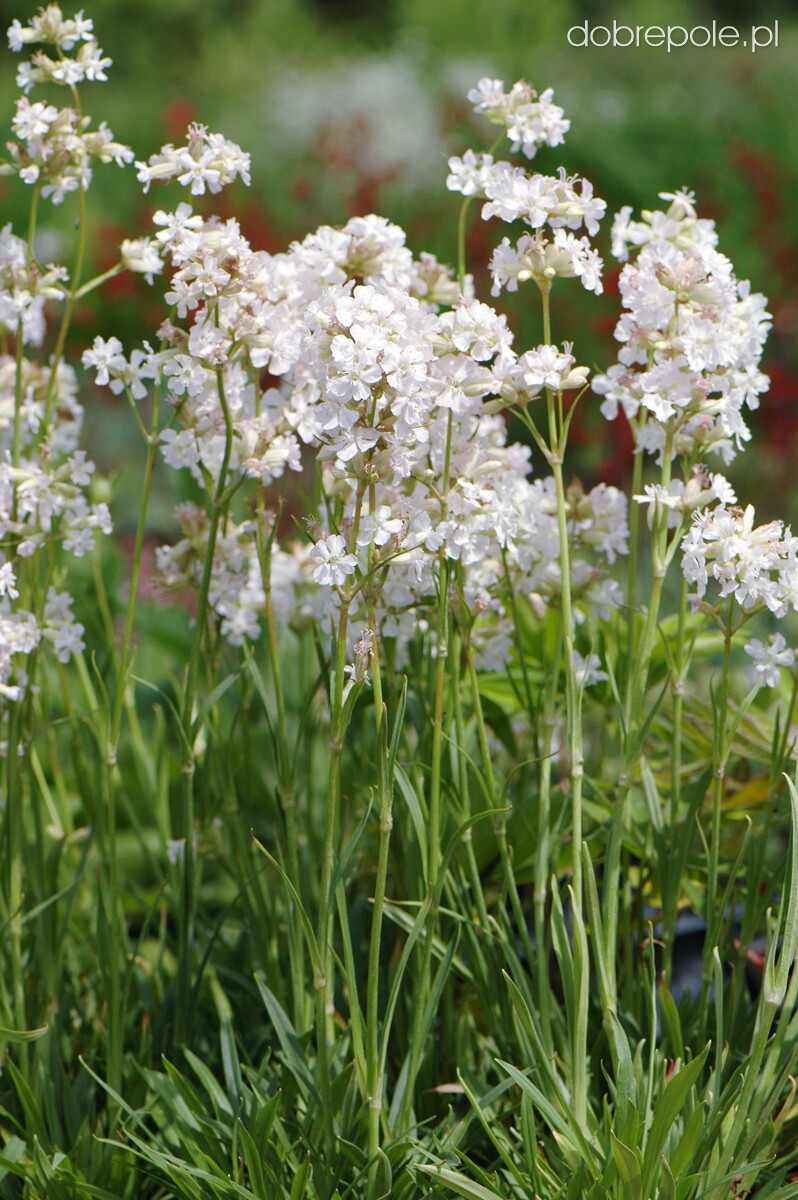 Lychnis Viscaria Alba – Snowbird seed