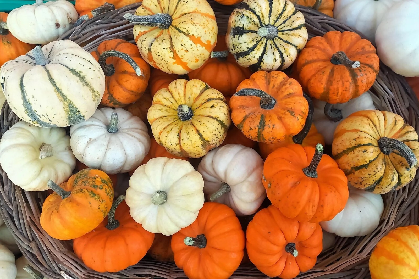 Mini Mix Pumpkin Seeds Blend Tiger/White/Jack Be Little/Red Spot/Baby Boo Little