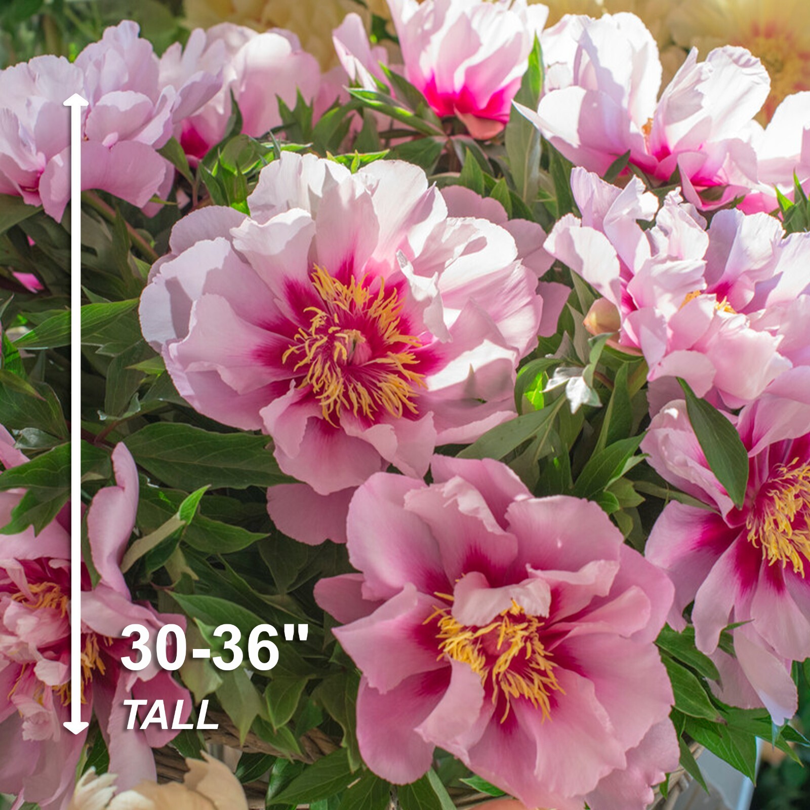 Garden State Bulb Cora Louise Itoh Peony Flower Bulbs Bare Root, Spring Planting