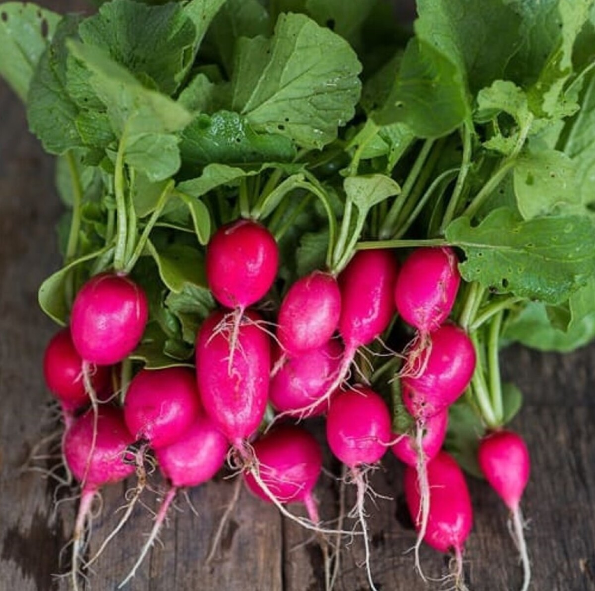 Lady Slipper Radish Seeds | Raphanus sativus Radishes Red Pink Daikon Seed 2024