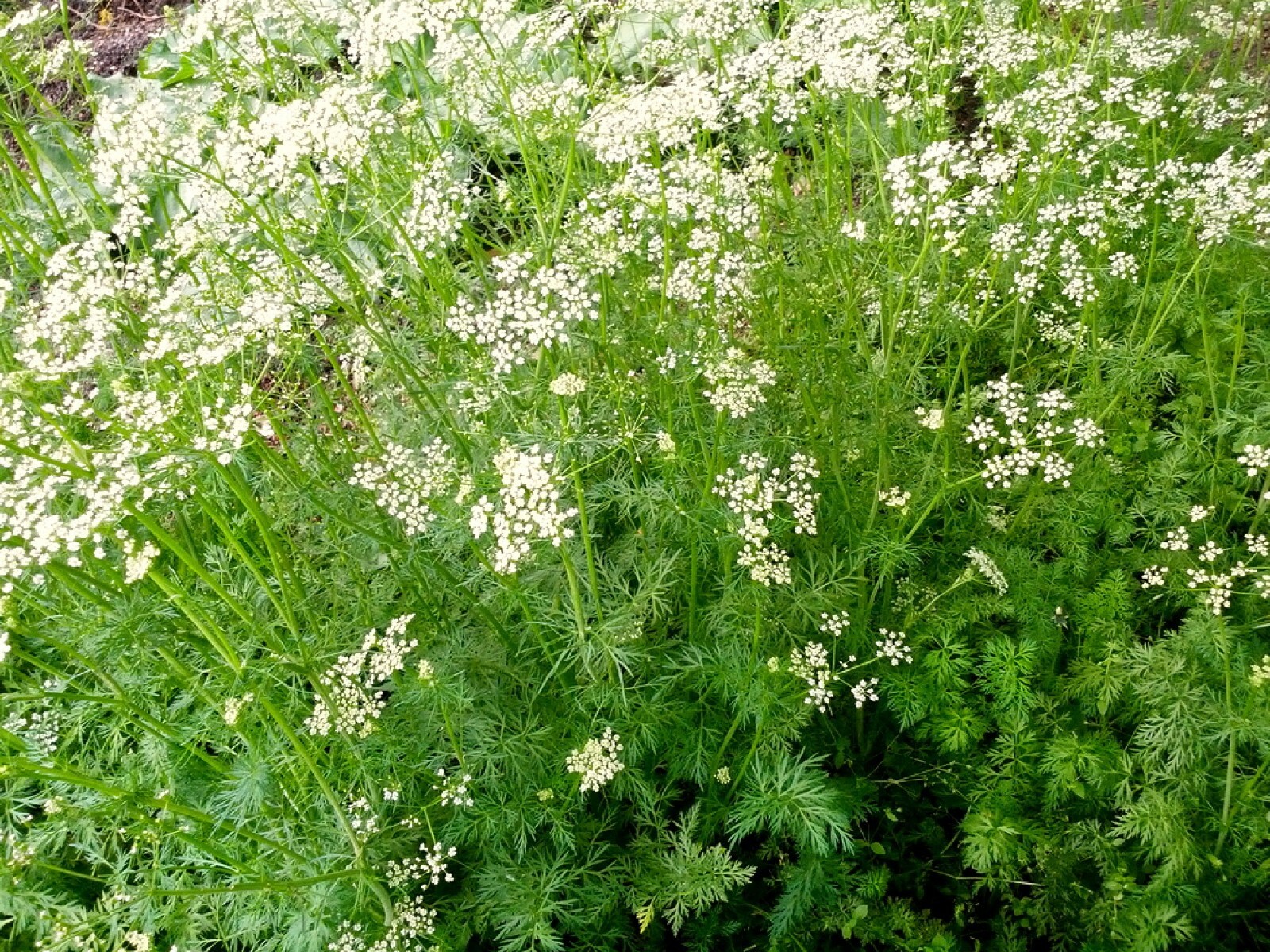 Organic Cumin {Cuminum cyminum} Culinary Grade | Annual | 50+ seed Free Shipping