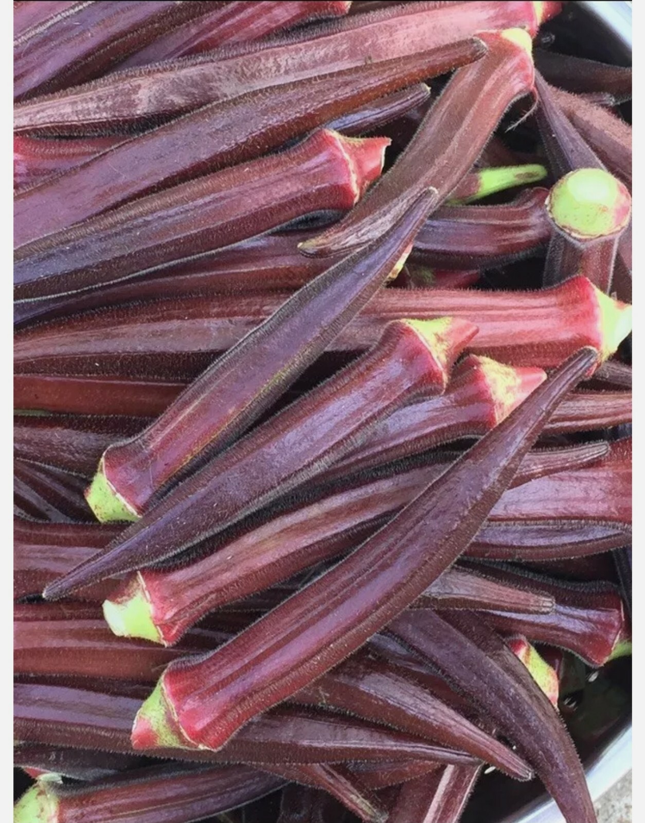 50+ Red Burgundy Okra Seeds (Abelmoschus Esculentus)