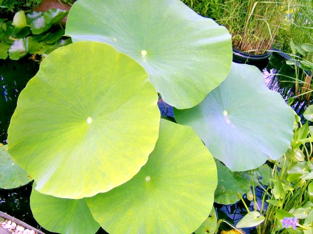 5 ROSE PINK LOTUS SEEDS – Nelumbo Nucifera