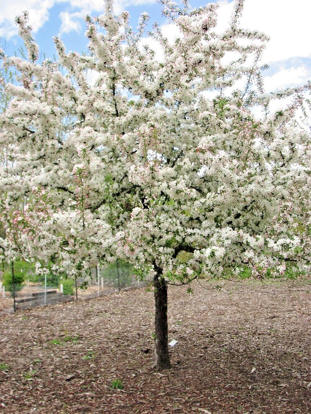 Sargent’s Crabapple Tree | Premium Seeds | Malus sargentii ‘Fall’ | Plants’®