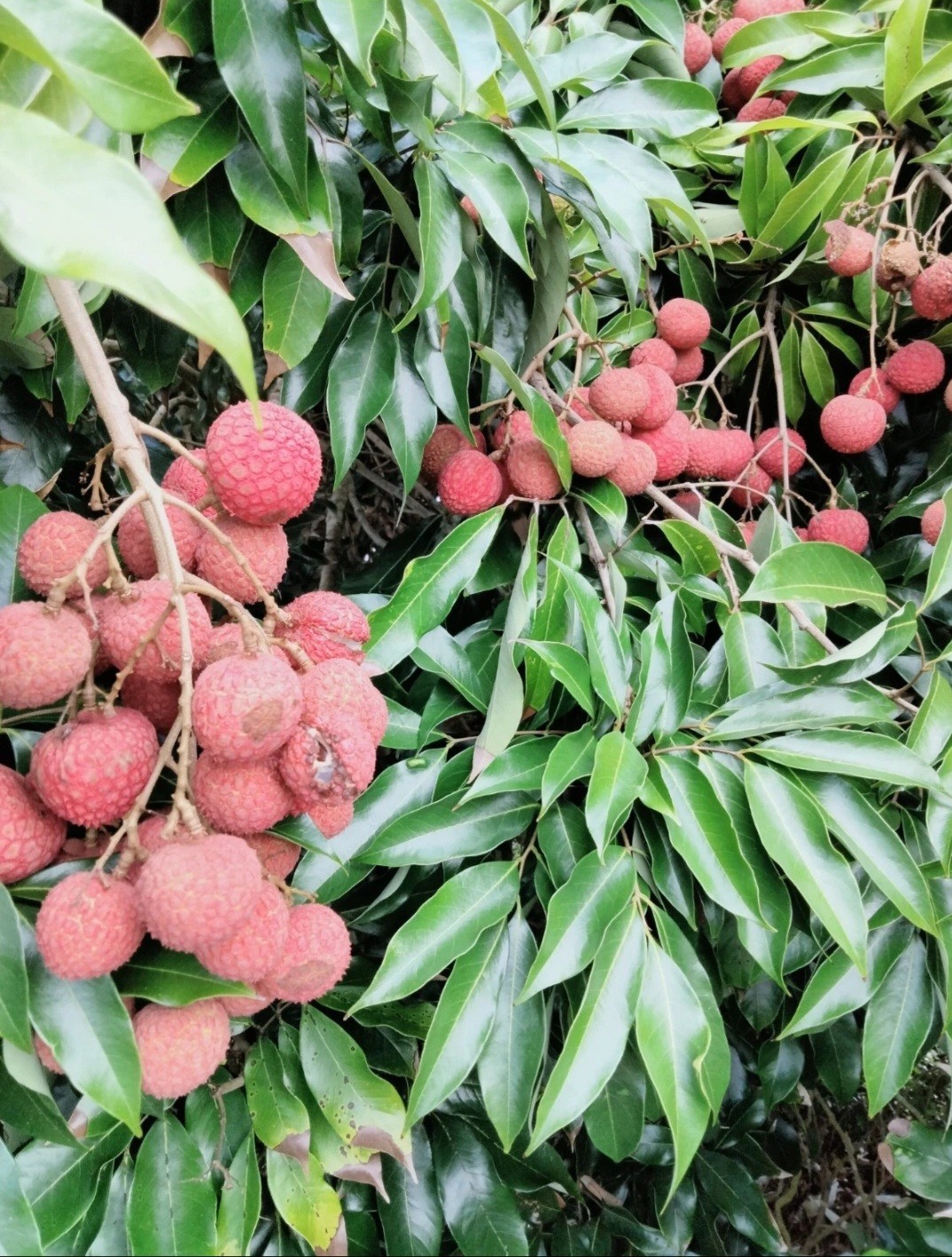  LYCHEE KAIMANA FRUIT TREE 1 CUTTING FROM 8-12inch LONG UNROOTED  FOR GRAFTING