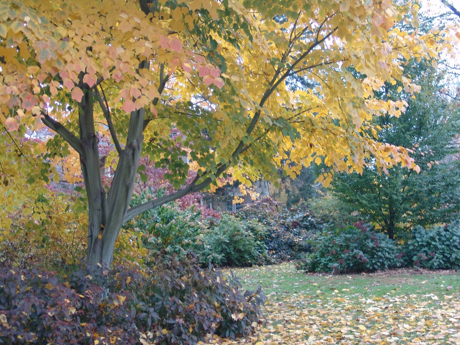 Manchurian Striped Maple, (Snake Bark), Acer tegmentosum, Tree Seeds