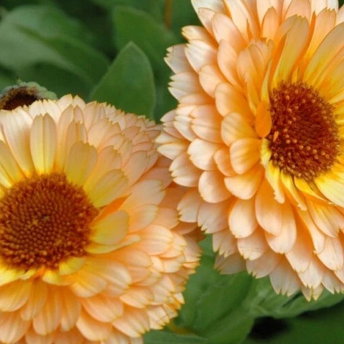 Pink Surprise Calendula non-GMO Heirloom seeds | Edible Flowers (50ct)
