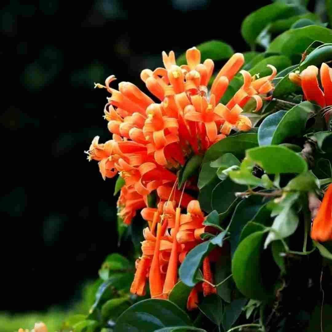100 Count Pyrostegia Venusta Flower Seeds Firecracker Cigar Plant – Perennial Fa