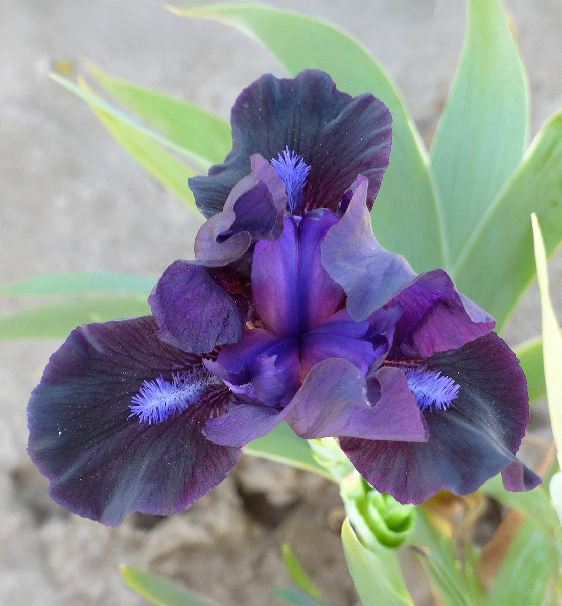 1 Miniature Dwarf Purple Bearded Iris ‘Black Lightening’ Perennial Live plant