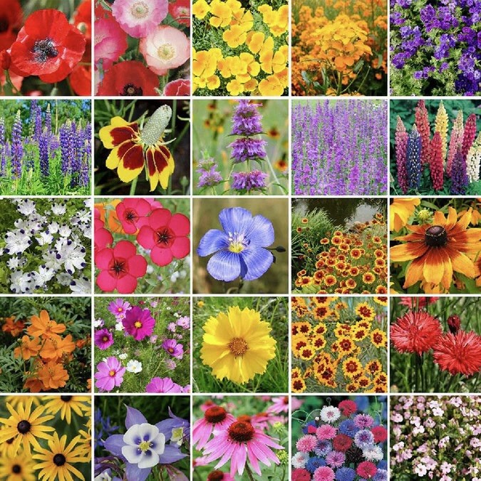 250 Western Wildflower Seed Mix- 24 Varieties Attracts Butterflies, Hummingbirds