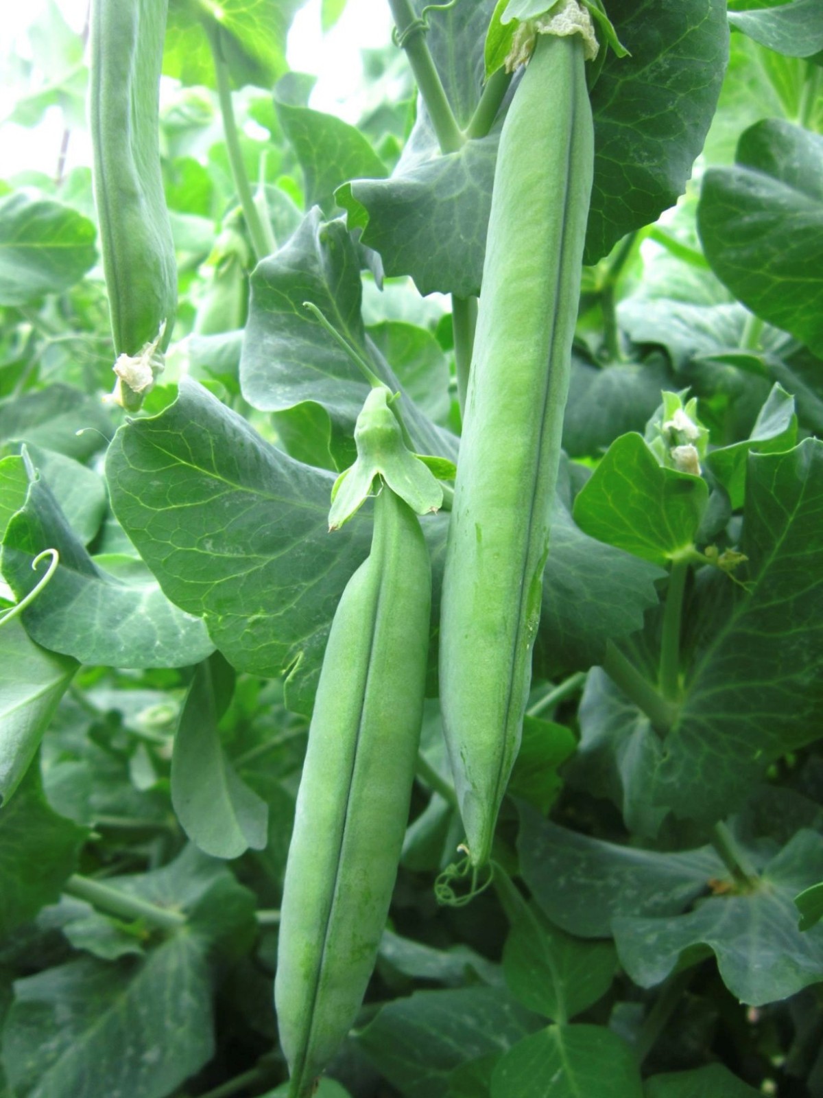Mr Big Garden Treated Pea Seeds. FREE SHIPPING!