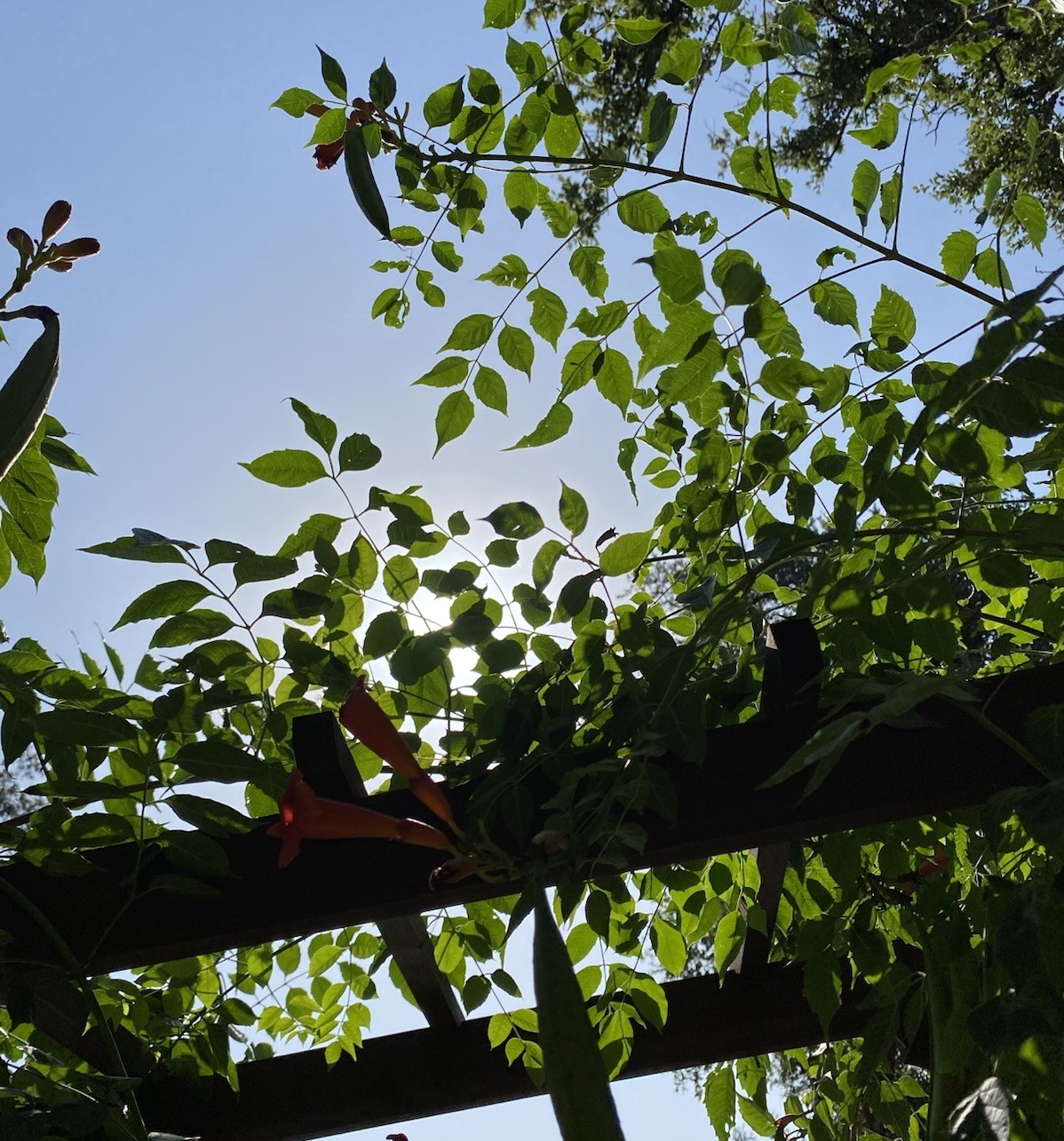 Orange Hummingbird (or Trumpet) Vine 25+ Seeds (Creeping Vine Plant) Pretty!
