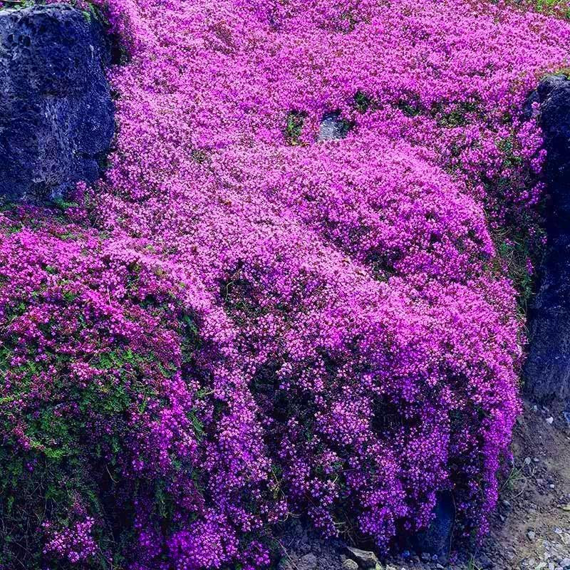 Creeping Thyme Seeds for Planting – 20000+ Magic Purple Creeping Thyme Seeds