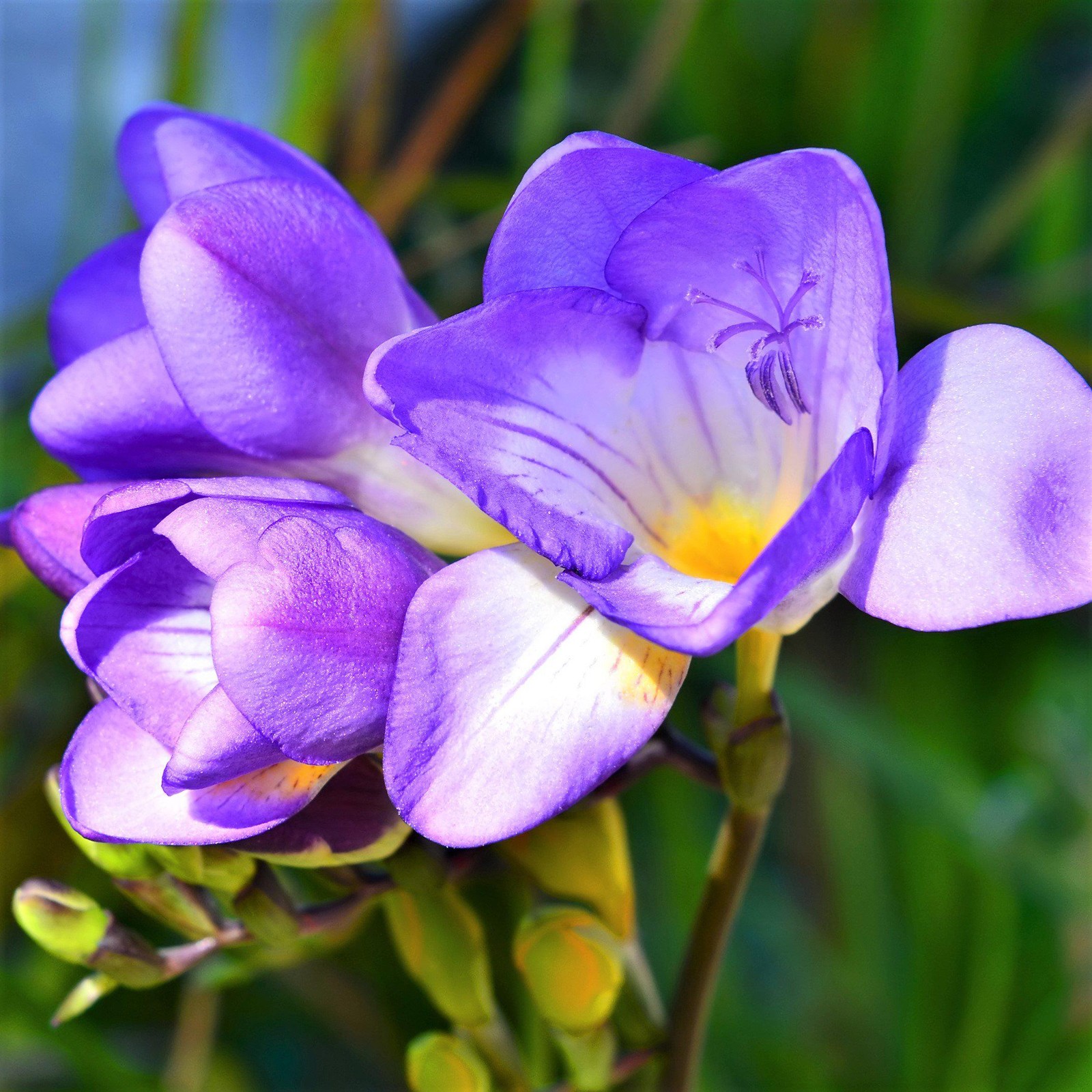 Easy to Grow Freesia Single Blue 15 Plant Bulbs, Spring Flowers Zones 9-11