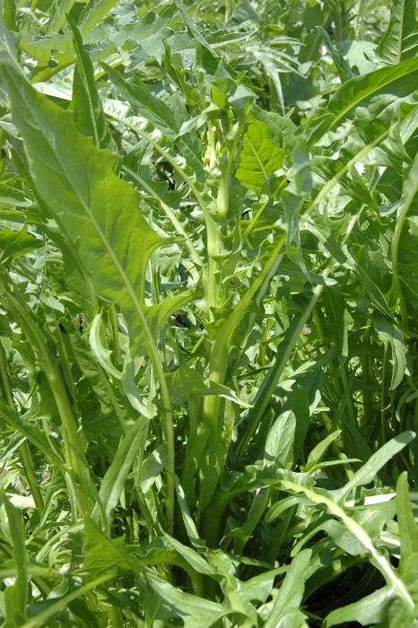 Chicory Seed: Emerald Catalogna Chicory Fresh Seed