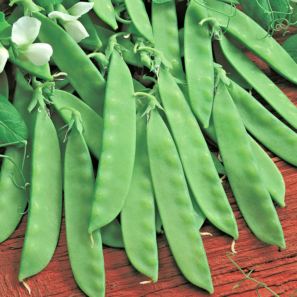 150+ OREGON SUGAR POD PEAS SEEDS HEIRLOOM NON GMO VEGETABLE AUTUMN GARDEN BULK