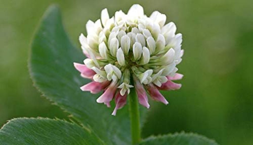 Non-GMO White Clover Seeds, Pre-Inoculated for Erosion Control & Ground Cover