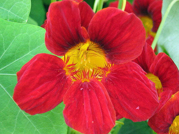 Tropaeolum nanum | Empress Of India | Indian or Monks Cress | 10 Seeds