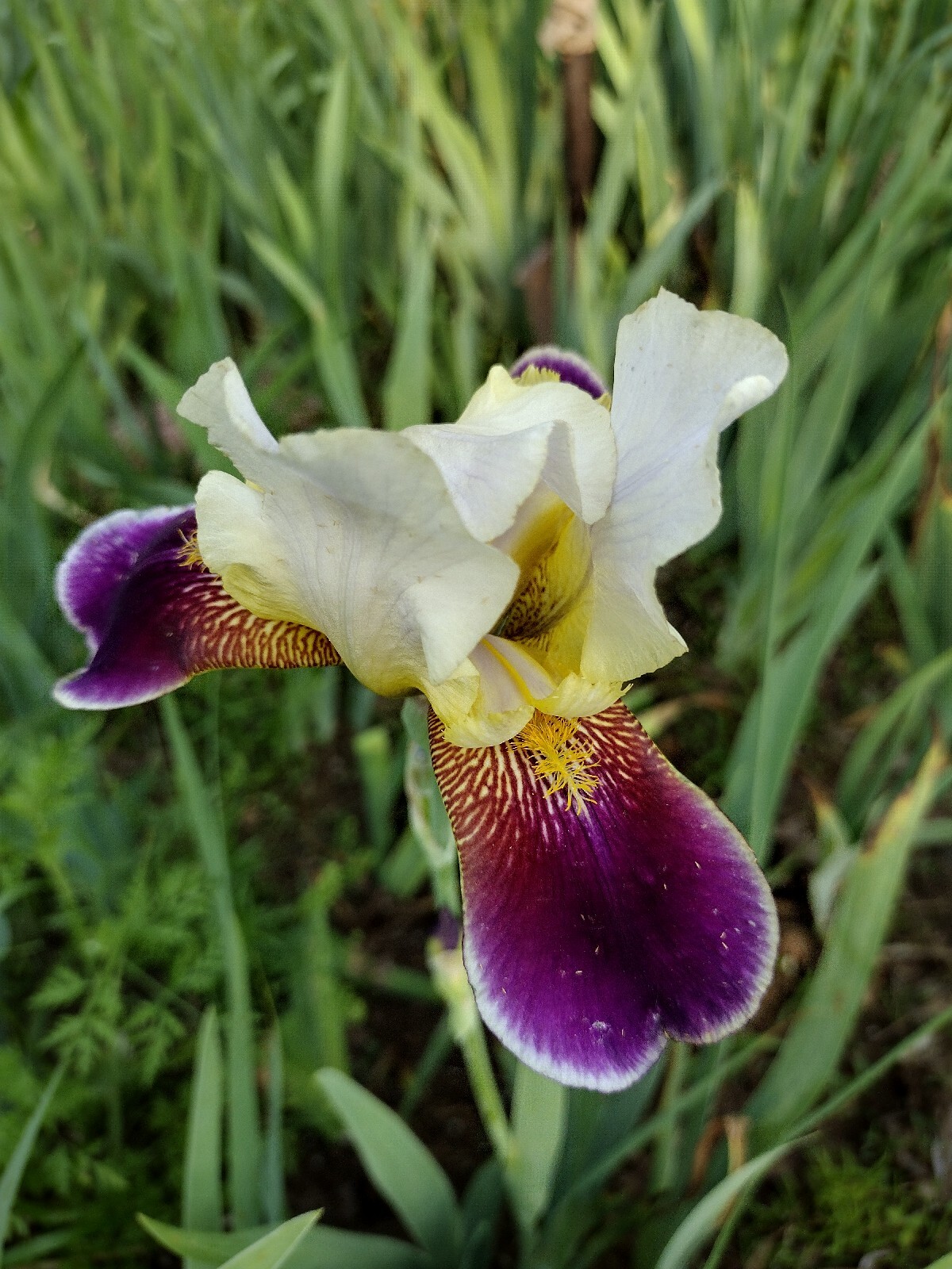 20x MIXED VARIETIES/COLORS BEARDED IRIS BULBS RHIZOMES