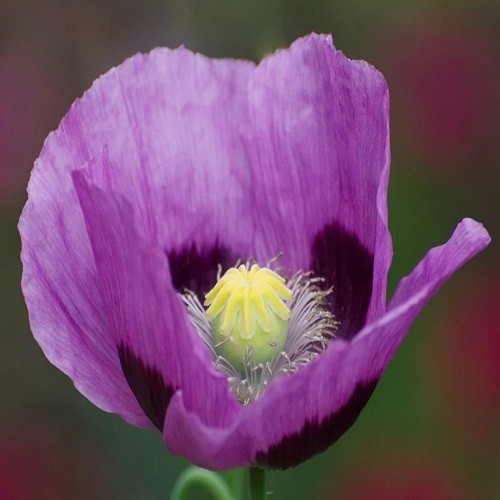 Heirloom Hungarian Blue Breadseed Poppy Seeds | Stratified Papavaer somniferum