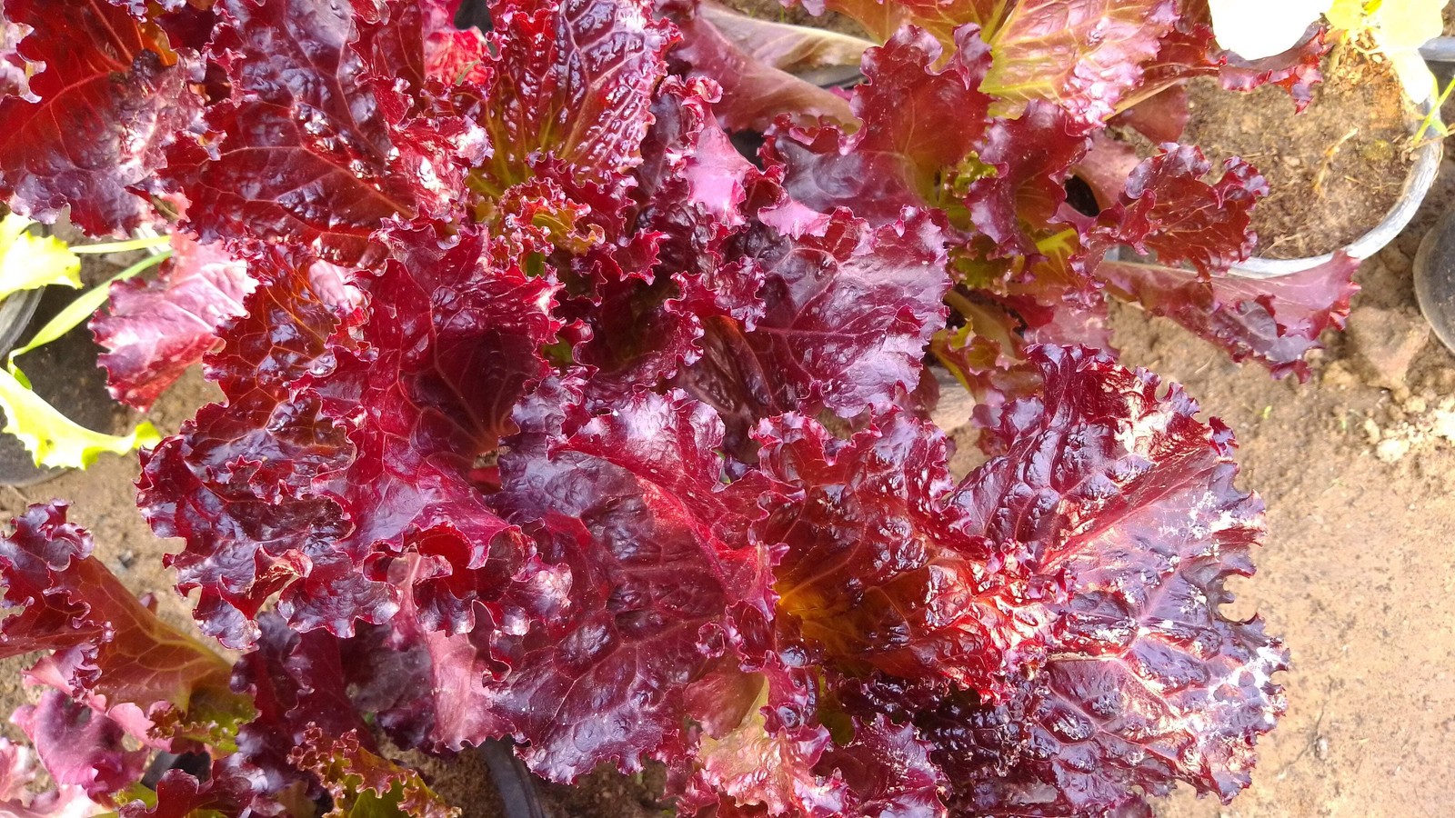 3000 RUBY LEAF LETTUCE Red Loose Leaf Heirloom Lactuca Sativa Vegetable Seeds