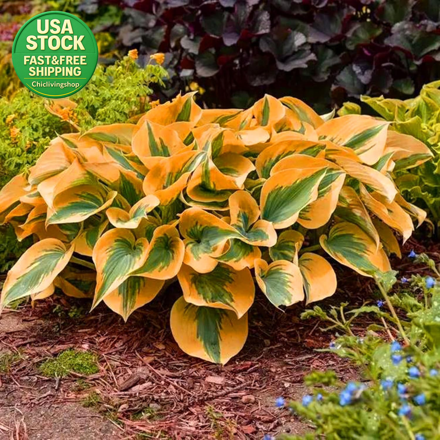 Hosta Seeds 99 Pieces Perennial Shade Garden Plants Low Maintenance Indoor