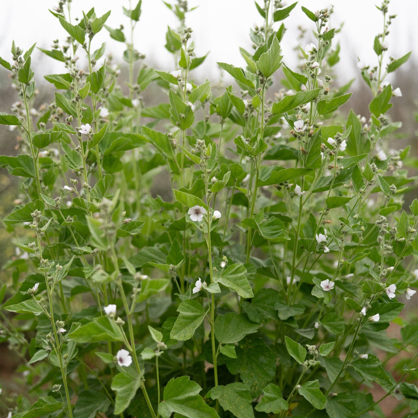 Marshmallow Seeds Althaea BULK SEED SIZES Certified Organic Non-GMO GROWN IN USA