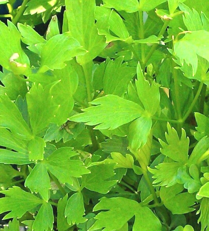 200+ Lovage seeds-Non GMO-Open Pollinated-Medicinal.