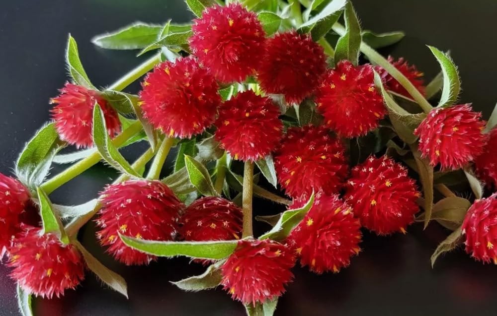 100PCS Extra Rare Flower Red Gomphrena Globosa Seeds