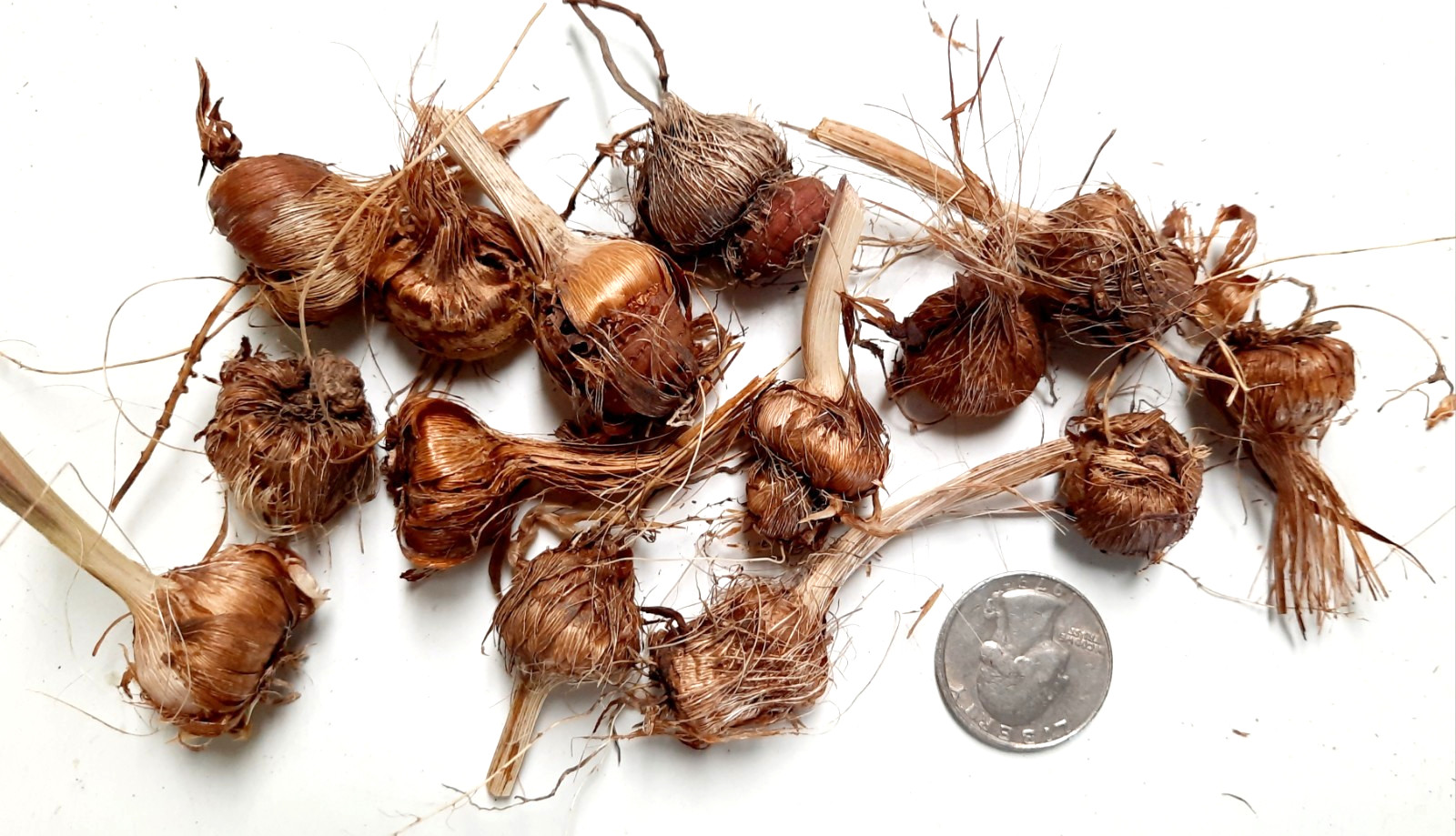14 Orange Montbretia Crocosmia Corms