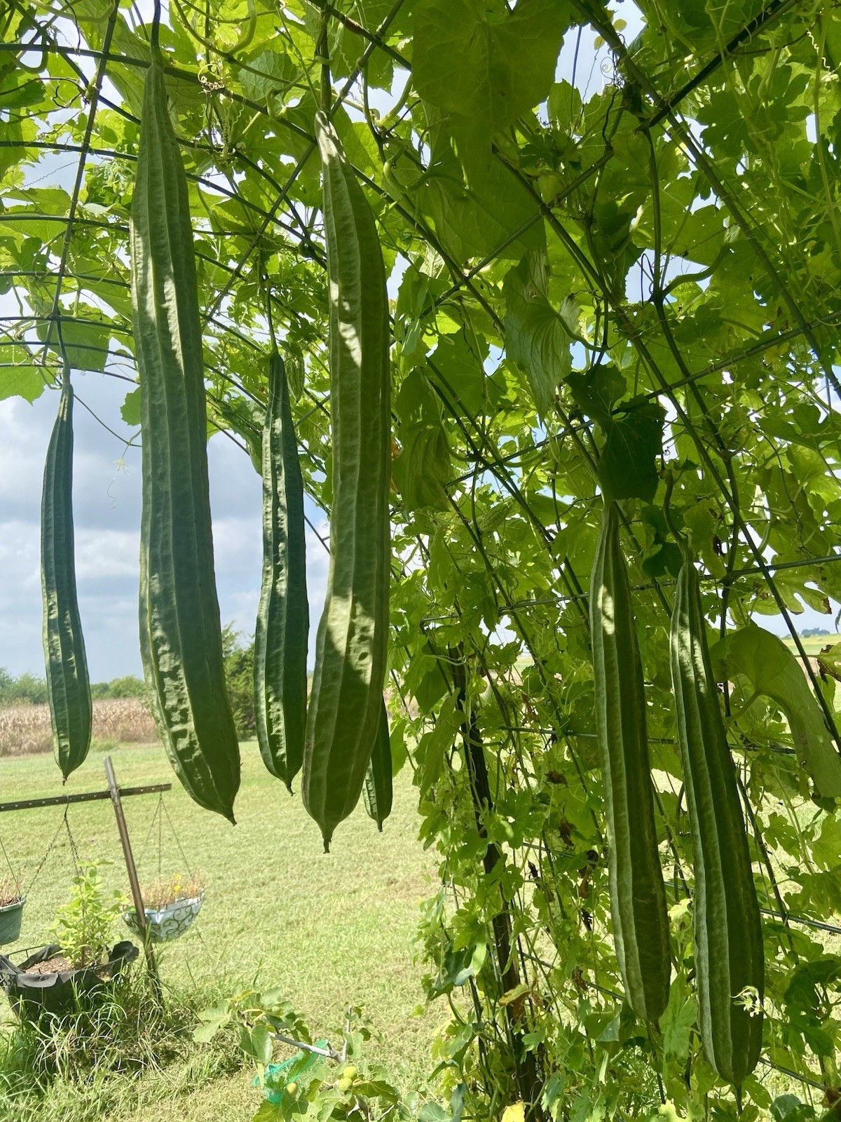 LUFFA (RIDGE GOURD) – 15 Fresh Seeds – FREE Shipping