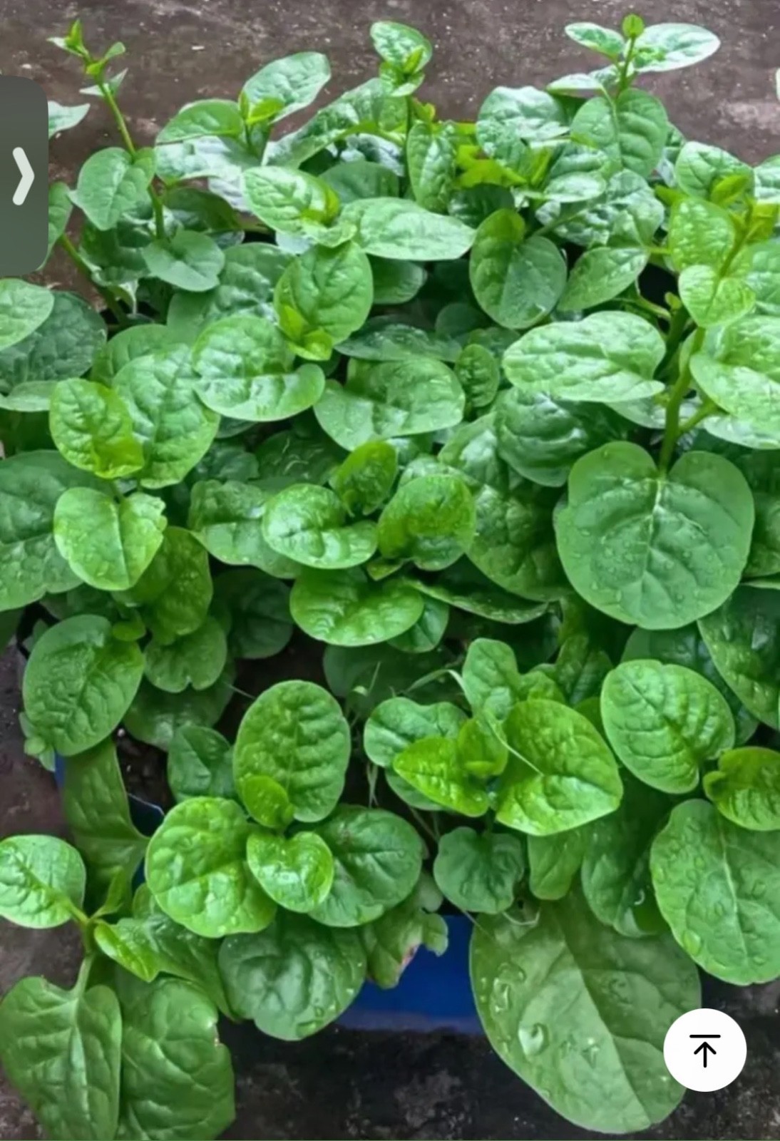 200 Seeds | Malabar Spinach Seeds | Fresh Vegetable Garden Seeds