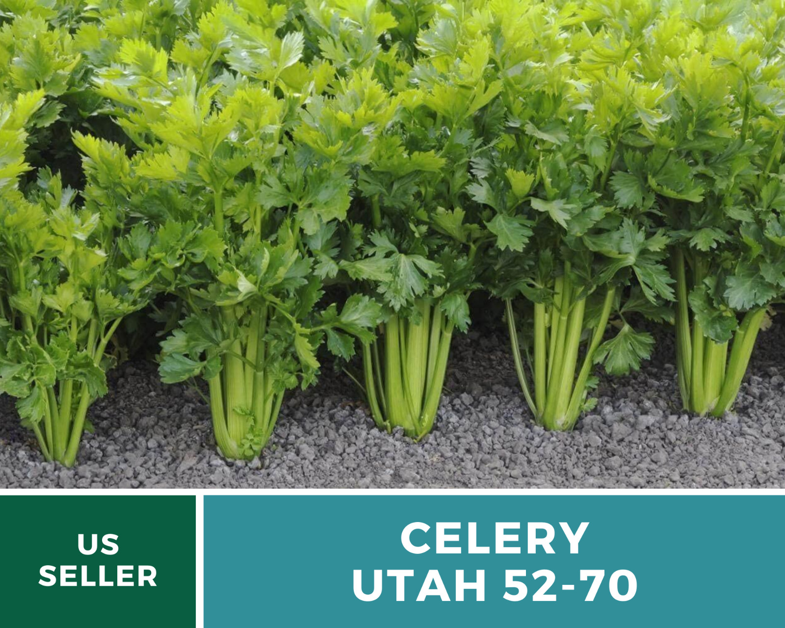 Celery, Utah 52-70 – 300 Seeds – Heirloom – Non GMO (Apium Graveolens)
