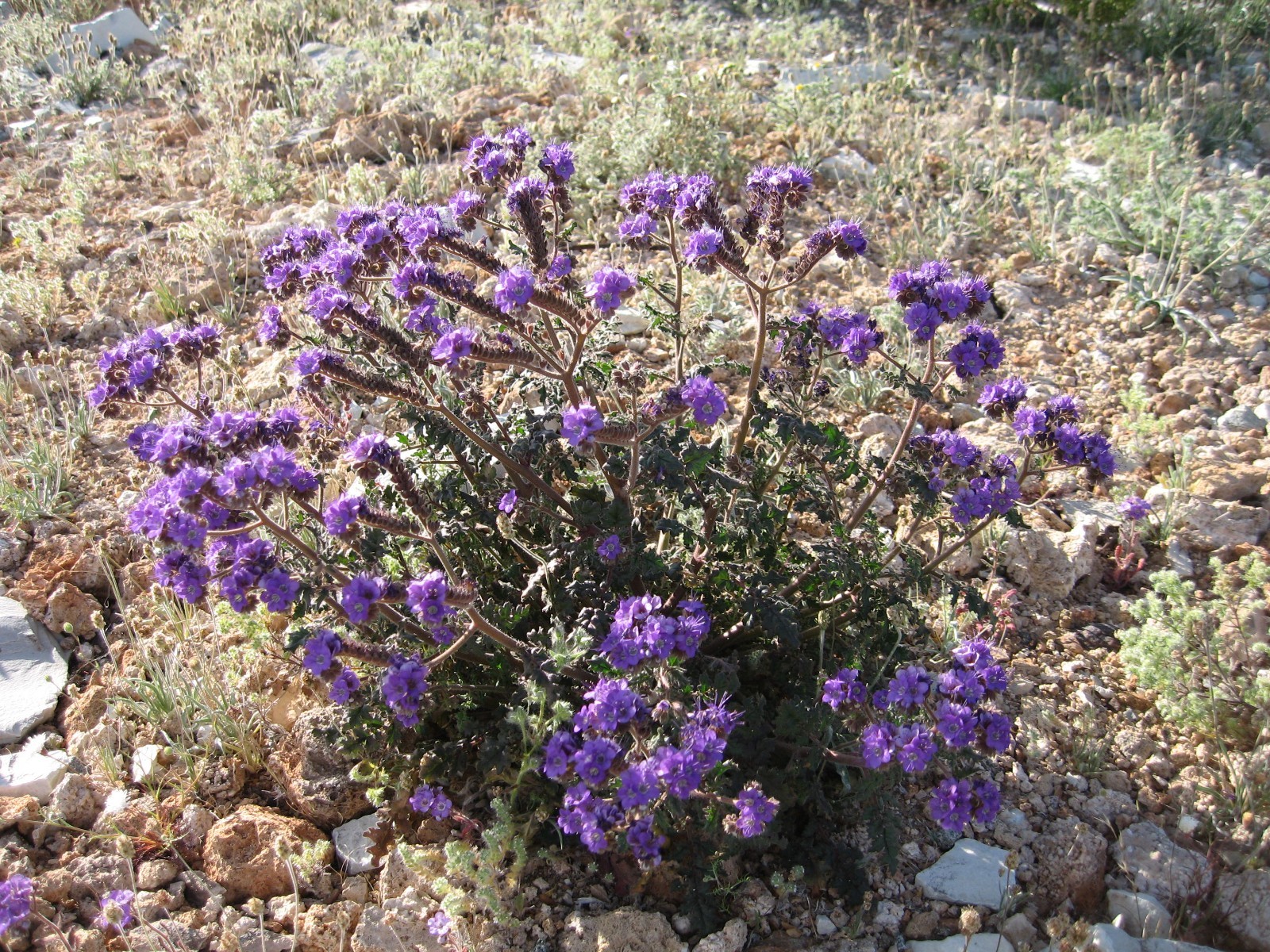Cleftleaf Wild Heliotrope Seeds For Drought Tolerant Landscape California Native