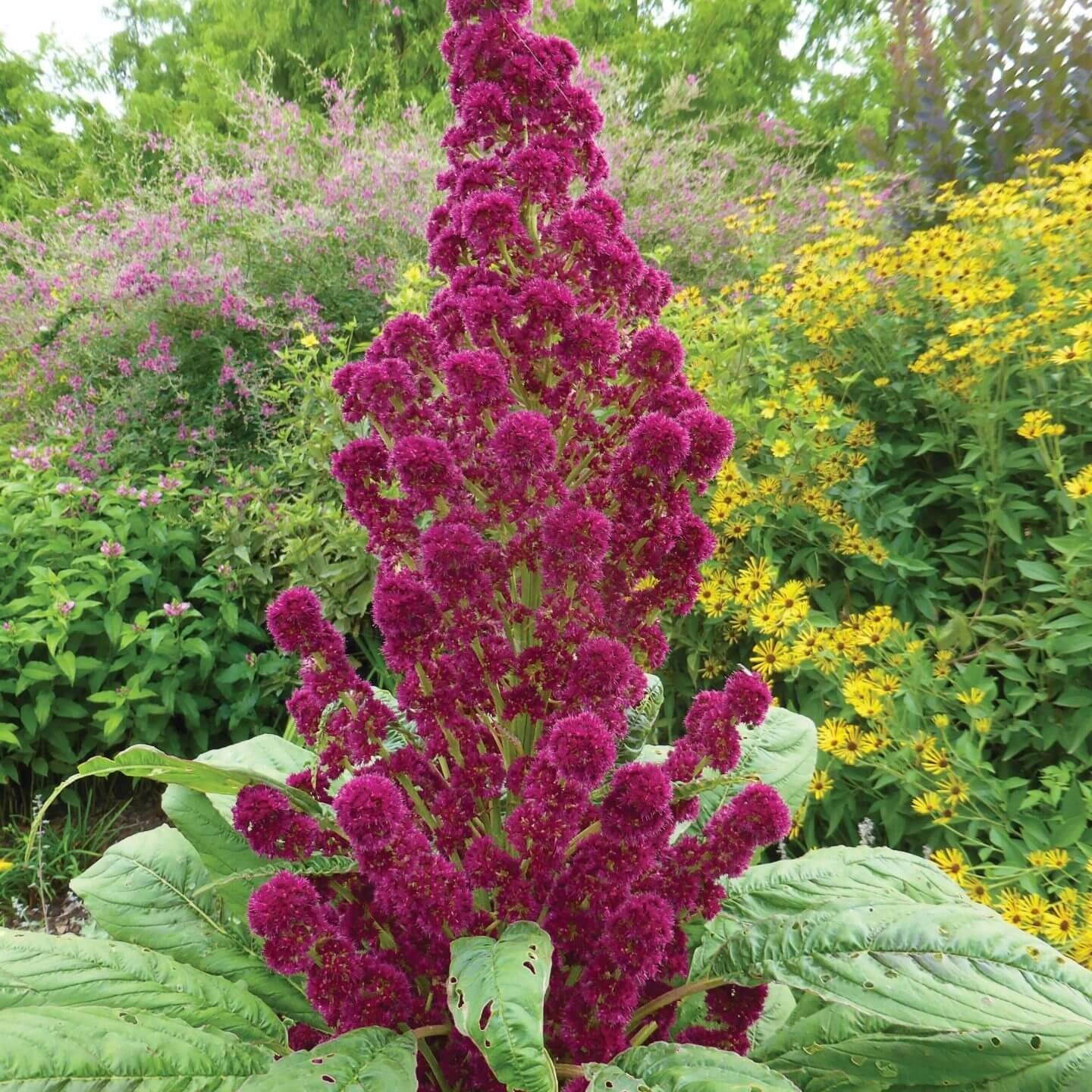 Red Garnet Amaranth MICROGREEN Herb Sprouting Seeds | Non-GMO Garden Seeds
