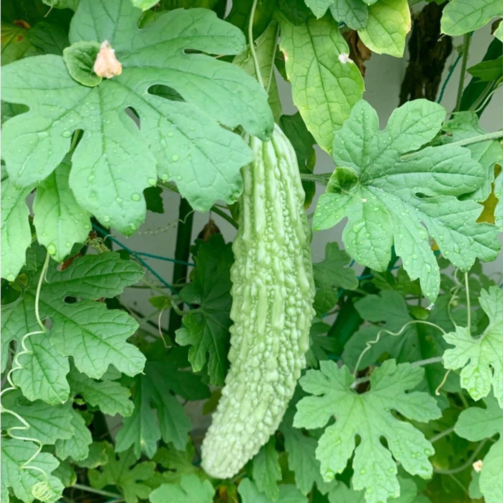15pcs Bitter Melon Seeds – Fast-Growing Green Skin Bitter Gourd (Balsam Pear).