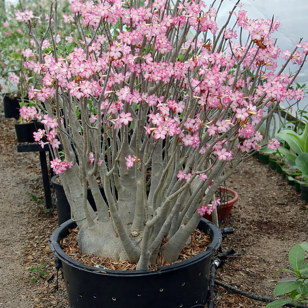 100+ Adenium Arabicum Seeds Rachinee Pan Dok Rare Caudex Desert Rose