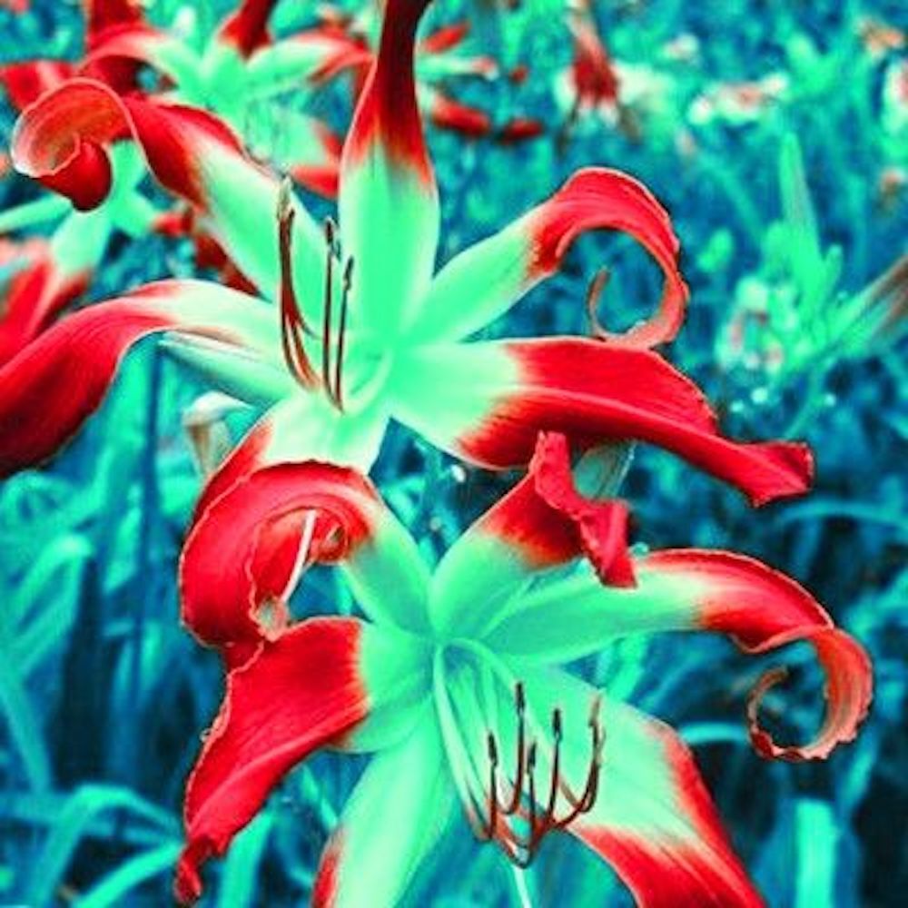 (10) LILY SEEDS rare exotic flower bloom home blossom garden USA SELLER W/TRACK