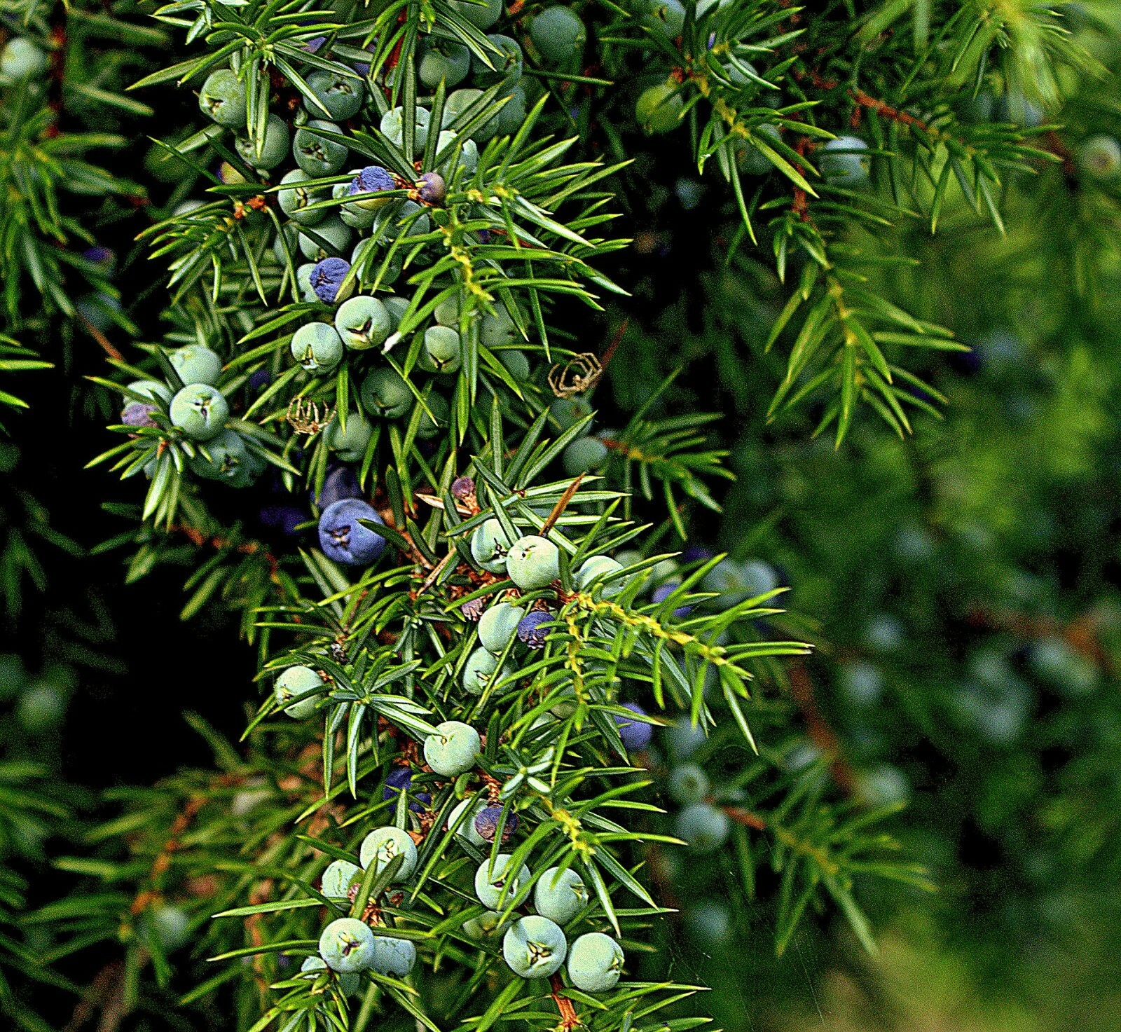One Seed Juniper Sacred Tree {Juniperus monosperma} Medicinal 5+ seeds Evergreen