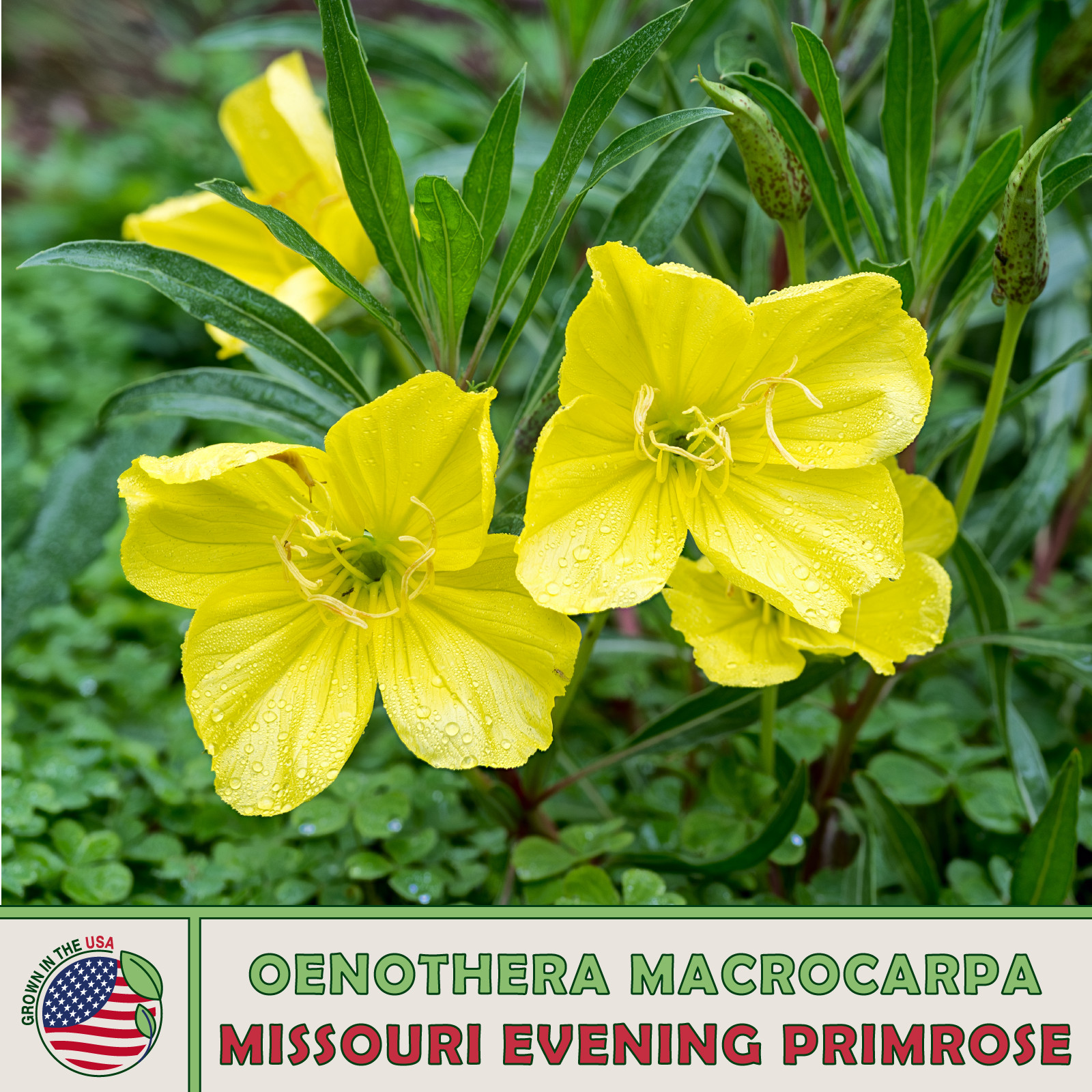 50 Missouri Evening Primrose Seeds, Native Wildflower, Pollinator Attractor