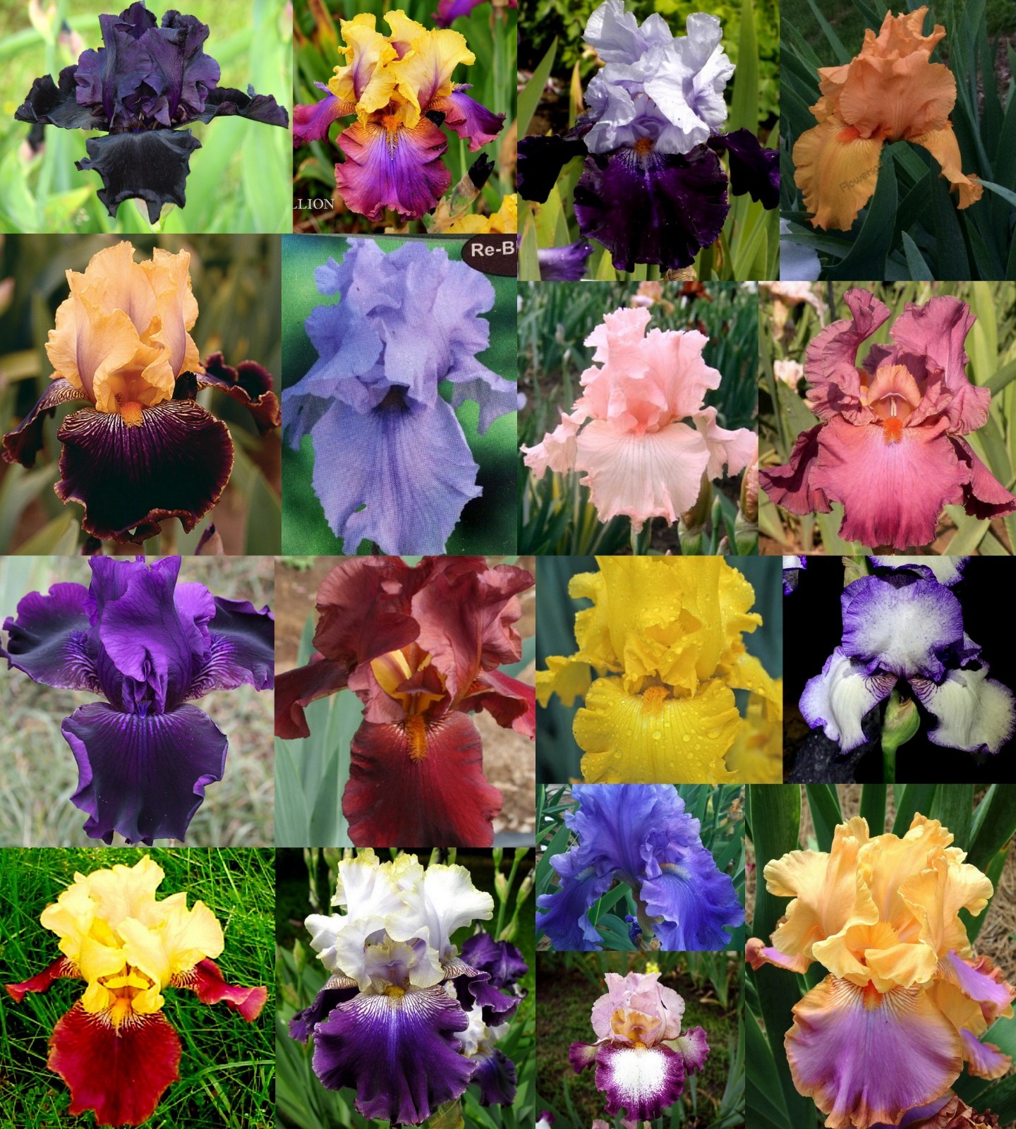 Tall Bearded Iris Rhizome/Bulb~MIXED COLORS~YOU PICK QTY~Some Rebloom~FREE SHIP