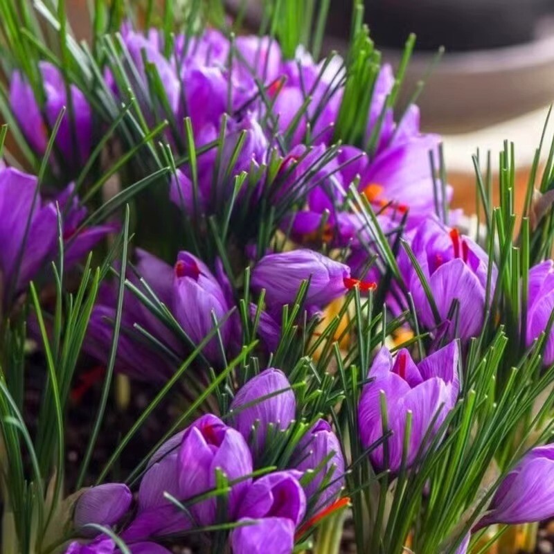 20 EXOTIC RARE CROCUS SEEDS for garden flower beds plant bush USA SELLER USPS