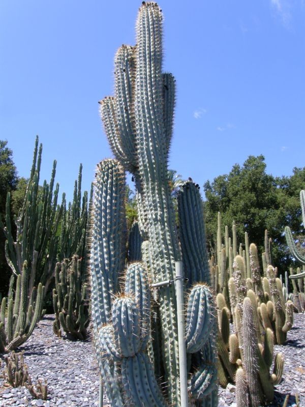 10 “BLUE CEREUS” CACTUS SEEDS (Browningia hertlingiana) RARE Tree Like Cacti