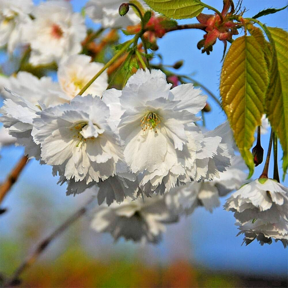 Japanese Sakuranbo Cherry | Premium Seeds | Prunus serrulata Spontanea | Plants’