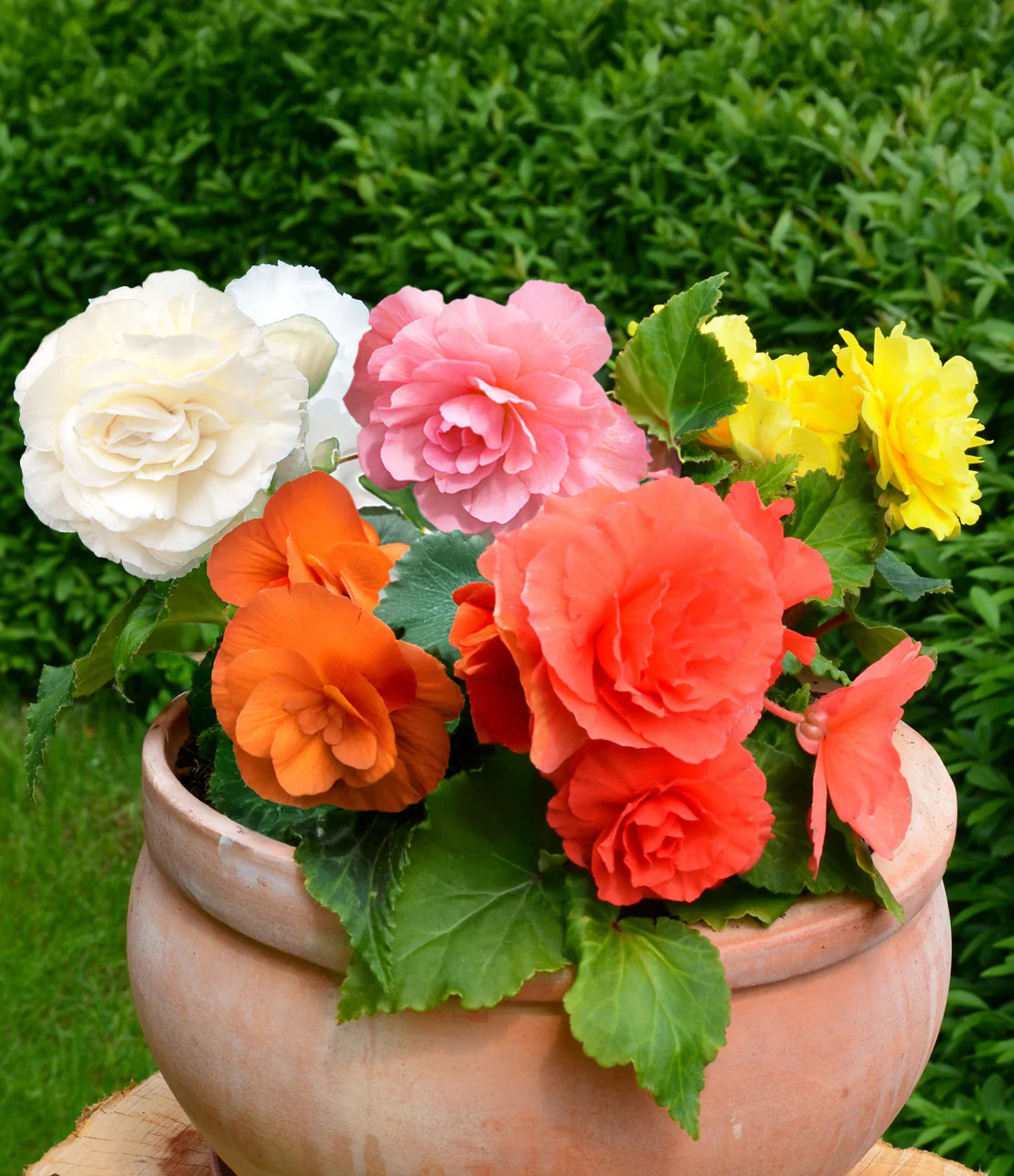 Mixed Double Begonias – 9 tubers