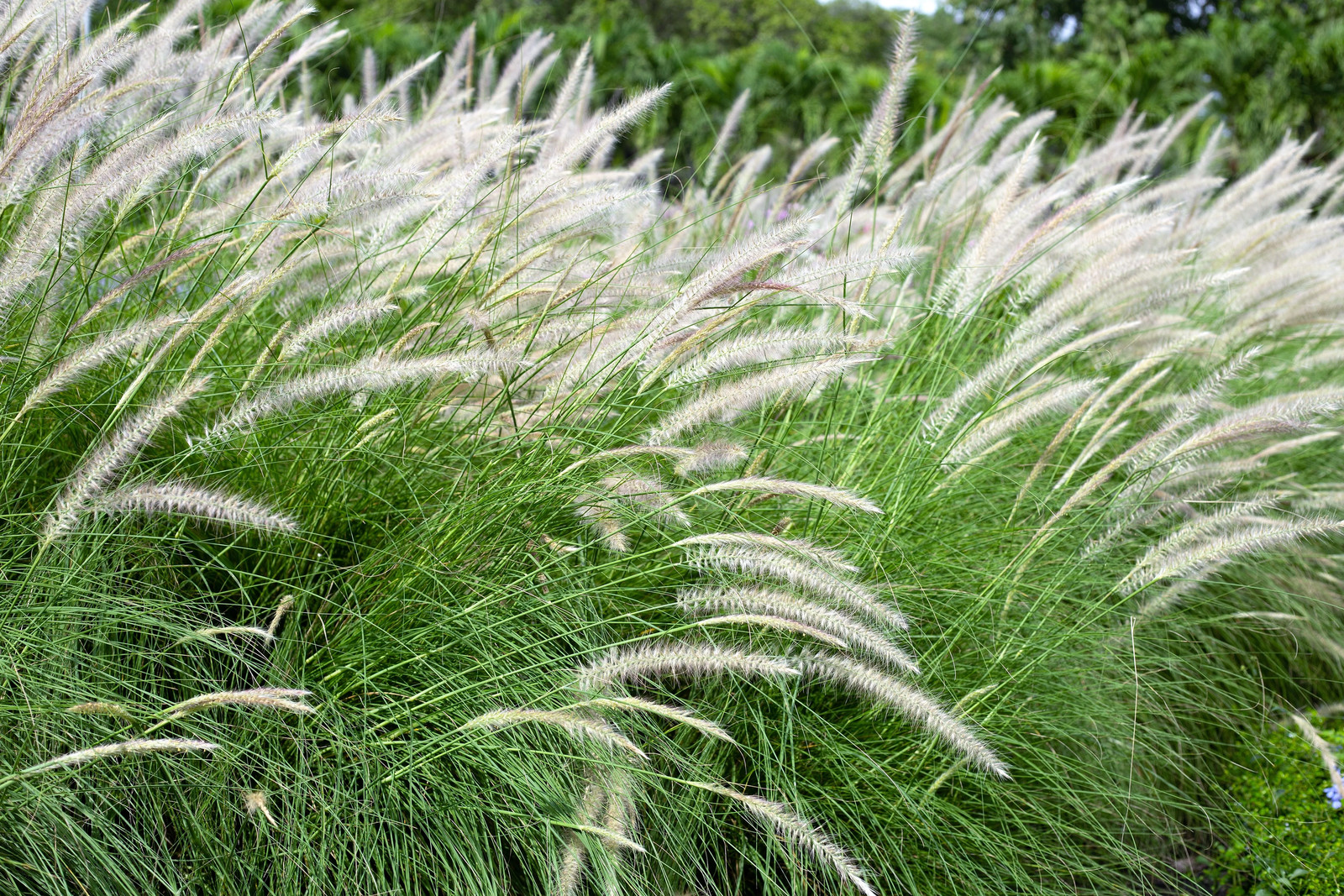 25 DWARF FOUNTAIN GRASS Pennisetum Alopecuroides Hardy White Ornamental Seeds
