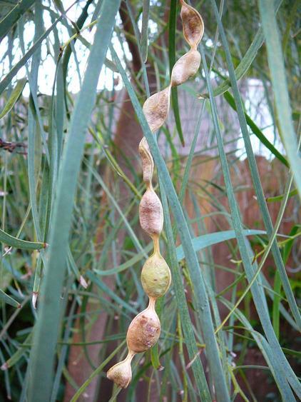 Shoestring Acacia Willow Tree Cuttings (10 Fresh Cuttings, 8 Inches)