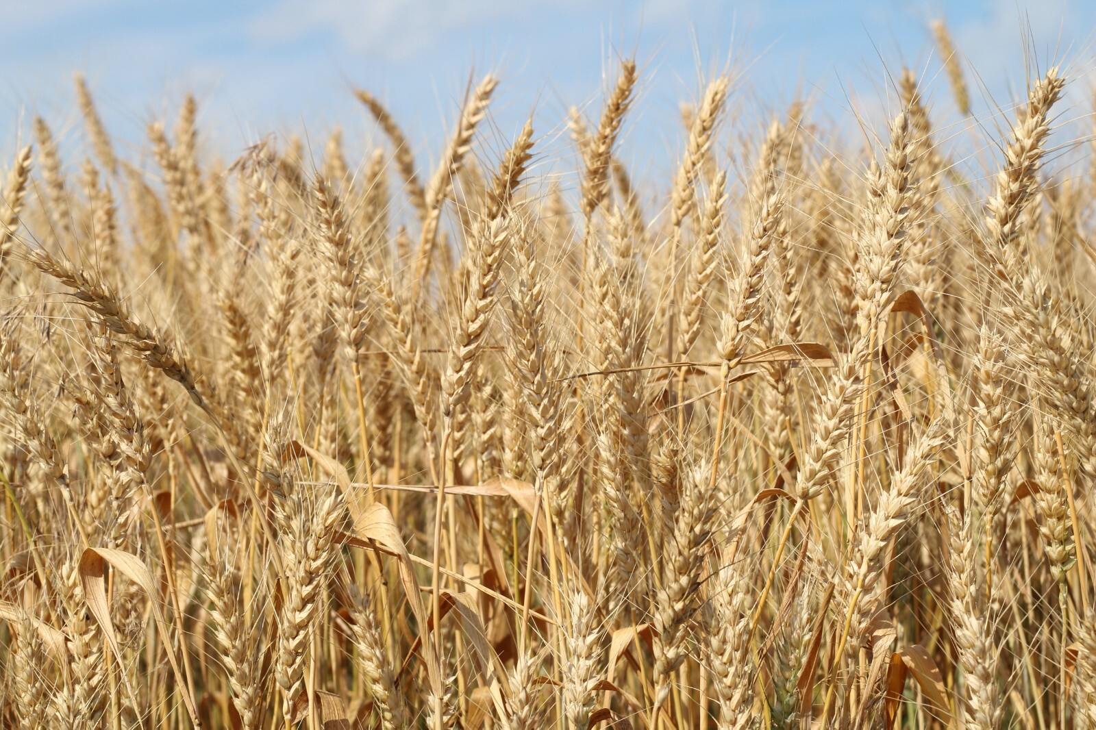 Barley Seed Catgrass Sprouting Grain Fodder Cover Crop Livestock Feed NON-GMO