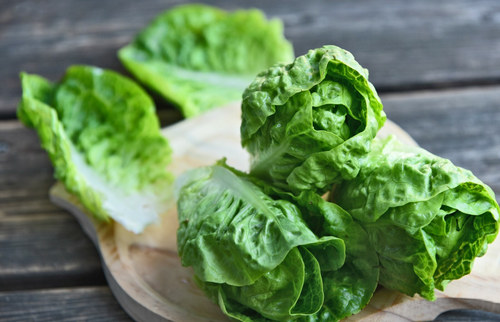 1200+ Parris Island Romaine Lettuce Seeds | Non-GMO Lettuce Seeds